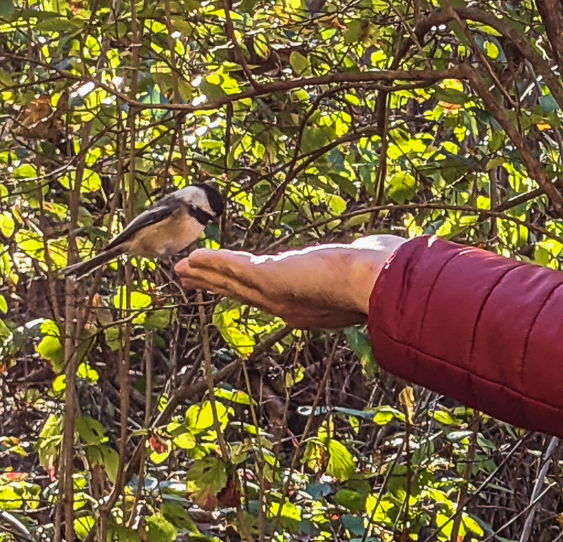 Chicadee on hand with green foliage in background